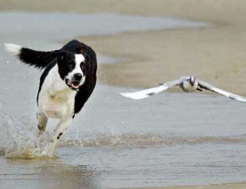 Πείραμα επιβεβαιώνει ότι οι σκύλοι έχουν προσωπικότητα