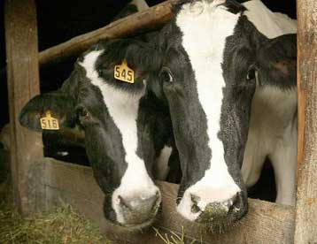 Γενετιστές προσπαθούν να δημιουργήσουν αγελάδες που δεν «τρελαίνονται»