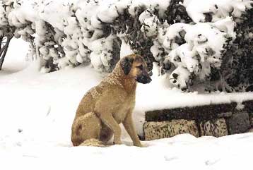 Ψύχος και θυελλώδεις άνεμοι σε ολόκληρη τη χώρα – Προβλήματα στις συγκοινωνίες
