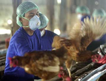 Στη γρίπη των πτηνών ίσως οφείλεται θάνατος στην Ταϊλάνδη – Δύο επιβεβαιωμένα κρούσματα