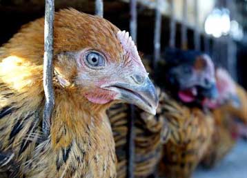 Ένας θάνατος στην Ταϊλανδη από τη γρίπη των πτηνών – Πιθανώς άλλα πέντε θύματα