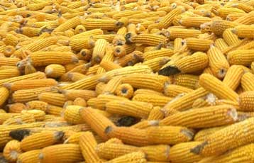 Την εισαγωγή του πρώτου γενετικά τροποποιημένου προϊόντος εισηγείται η Κομισιόν