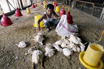 Υποψίες του ΠΟΥ ότι η επιδημία της γρίπης των πτηνών ξέσπασε τον Απρίλιο