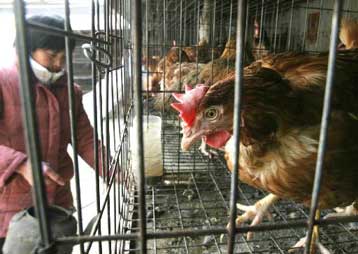 Επικίνδυνη εξάπλωση της γρίπης των πτηνών σε επαρχίες της κινεζικής επικράτειας