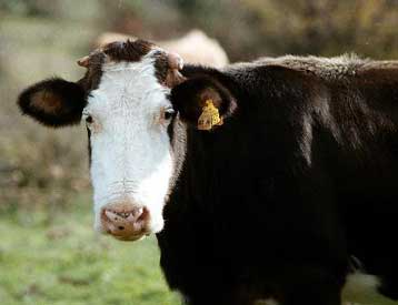 Γονίδιο σκουληκιού κάνει τα αυγά και το κρέας πιο φιλικά για την καρδιά