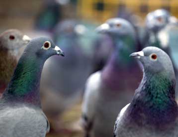 Τα περιστέρια «προσανατολίζονται με βάση τους αυτοκινητόδρομους»