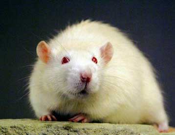 Ερευνητές δημιουργούν ποντίκια με υπεροξεία όσφρηση