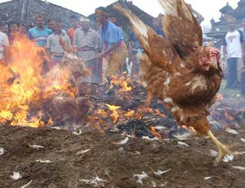 Εμβολιασμό των πουλερικών προτείνουν οι ειδικοί καθώς η γρίπη των πτηνών εξαπλώνεται
