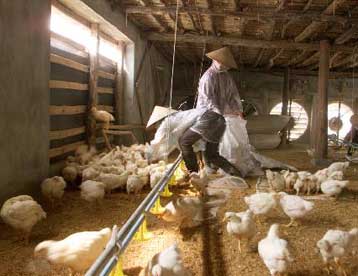 Στο 75% η θνησιμότητα της γρίπης των πτηνών στον άνθρωπο – Κρούσματα και στις ΗΠΑ