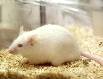 Ποντίκια στο Διάστημα αποκαλύπτουν τους κινδύνους των αποστολών στον Αρη