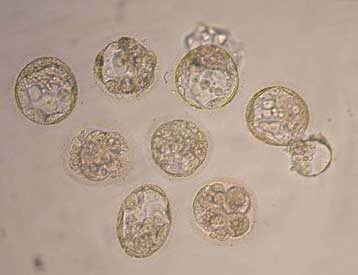 Ανθρώπινα έμβρυα-κλώνοι δημιουργούνται στη Νότιο Κορέα