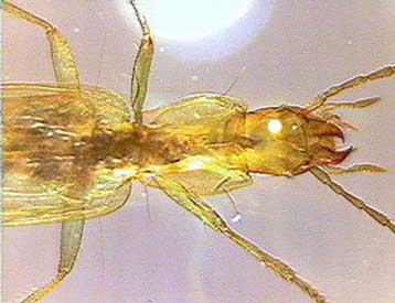 To αρχαιότερο γνωστό έντομο εντοπίζεται σε μουσείο