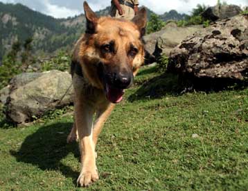 O σκύλος εμφανίστηκε στην ανατολική Ασία πριν από 100.000 χρόνια