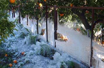 Σημαντικές καταστροφές στις καλλιέργειες, λόγω του παγετού