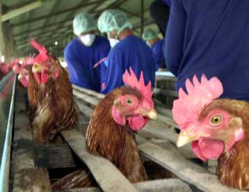 Στα 22 τα θύματα της γρίπης των πτηνών καθώς η επιδημία συνεχίζει να εξαπλώνεται