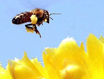 Κατασκοπευτικό ελικόπτερο σε μέγεθος μέλισσας σχεδιάζεται στη Βρετανία