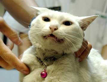 Φάρμακο αποτελεσματικό κατά της γρίπης των πτηνών – Κρούσματα και σε αιλουροειδή