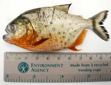 Κατοικίδιο πιράνχα εντοπίζεται στον… Τάμεση