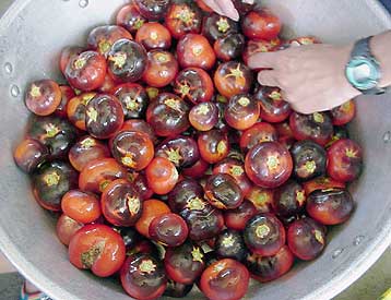 Μωβ ντομάτες με αντιοξειδωτικά προστατεύουν την καρδιά