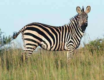 Ορισμένα θηλαστικά μπορούν να «επιλέγουν» το φύλο των απογόνων τους