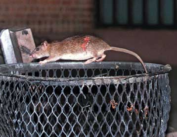 Aντισυλληπτικό για ποντίκια αντικαθιστά το ποντικοφάρμακο