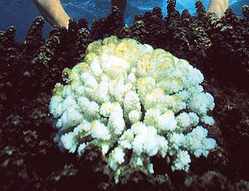 To Μεγάλο Κοραλλιογενές Φράγμα νεκρό έως το 2050