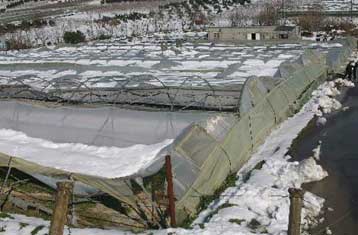 Σε 250 εκατ. ευρώ οι ζημίες στην αγροτική παραγωγή από την πρόσφατη κακοκαιρία