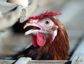 Μαζική θανάτωση πουλερικών στο Τέξας εξαιτίας της γρίπης των πτηνών