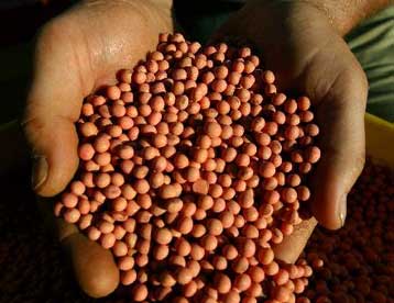 Ευρεία μόλυνση καλλιεργειών από DNA γενετικά τροποποιημένων φυτών