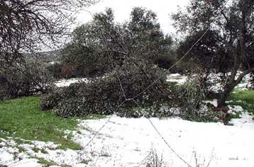 Ρύθμιση οφειλών και χαμηλότοκα δάνεια στους αγρότες που επλήγησαν από την κακοκαιρία