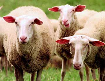 Αυστραλοί κτηνοτρόφοι κλειδώνουν σε τράπεζα το καλύτερο μαλλί του κόσμου