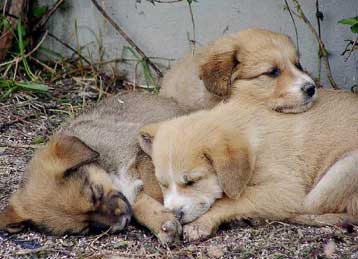 Διαμαρτυρία φιλοζωϊκού σωματείου των ΗΠΑ για την κατάσταση των αδέσποτων στην Ελλάδα