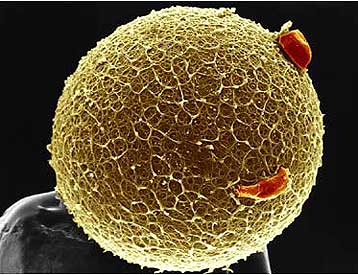 Οι γυναίκες ίσως παράγουν νέα ωάρια σε όλη τη ζωή τους