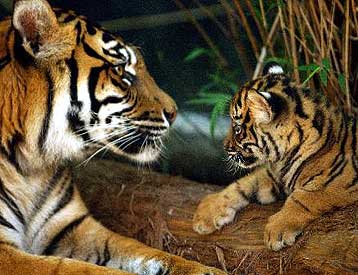 Στο χείλος της εξαφάνισης η τίγρη της Σουμάτρας