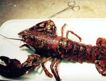 Νέα τεχνική κατάψυξης «ανασταίνει» αστακούς