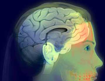 Ανακαλύφθηκε ένζυμο του εγκεφάλου που ελέγχει την όρεξη