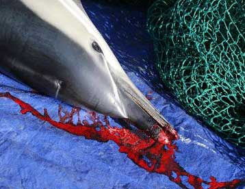 Μέτρα για την προστασία των δελφινιών από τα παρασυρόμενα δίχτυα αποφάσισε η ΕΕ