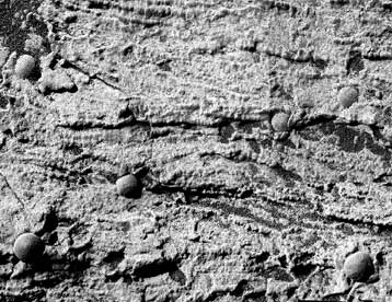 Σε αρχαία αρειανή παραλία έχει προσεδαφιστεί το ρομπότ Opportunity