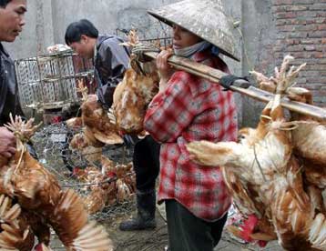 Το τέλος της επιδημίας γρίπης των πτηνών ανακοίνωσε το Βιετνάμ