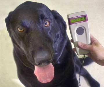 Με υποδερμική ηλεκτρονική ταυτότητα πρέπει να εφοδιαστούν τα κατοικίδια σκυλιά