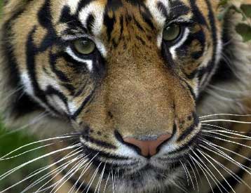 Το μεγαλύτερο καταφύγιο τίγρεων στον κόσμο δημιουργείται στη Μιανμάρ