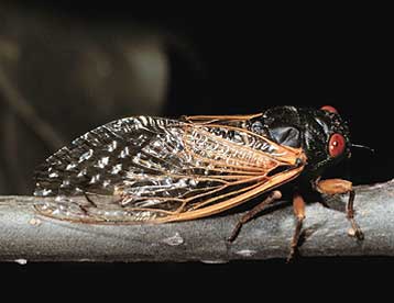 Δισεκατομμύρια τζιτζίκια ετοιμάζονται για θορυβώδη επιδρομή στις ΗΠΑ