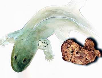 Τα πρώτα ζώα με μπράτσα έκαναν πους-απς στο νερό