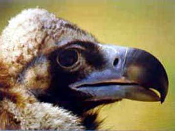 Κανό-Καγιάκ