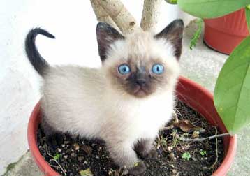 Γάτος – κατοικίδιο ηλικίας 9.500 ετών ανακαλύφθηκε στην Κύπρο