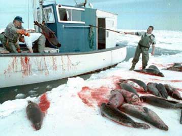 Αντιδράσεις για την απόφαση του Καναδά να μειώσει τους πληθυσμούς φώκιας