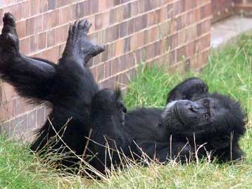 Οι θηλυκοί χιμπατζήδες καλύτεροι μαθητές από τους αρσενικούς