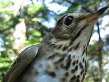 To ηλιοβασίλεμα βοηθά ορισμένα πουλιά να καθορίσουν την αποδημητική τους πορεία