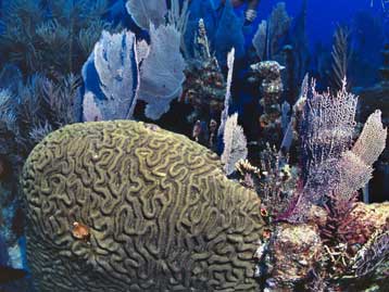 Οι θαλάσσιοι οργανισμοί εκδηλώνουν ασθένειες όλο και συχνότερα