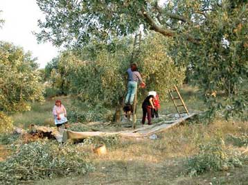 Χωρίς αντίκρισμα η θριαμβολογία για τα μεσογειακά προϊόντα υποστηρίζουν ΚΚΕ και ΣΥΝ